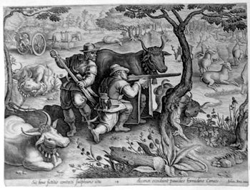 Damhirsche und Hirsche