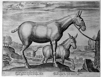 Maultier und Esel