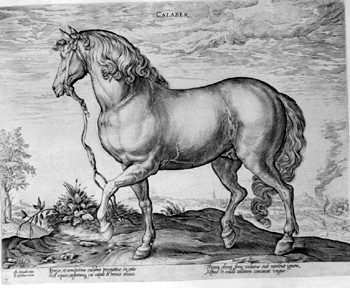 Calabrese
