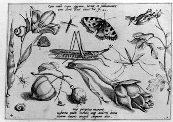 Heuschrecke, von Insekten und Gewächsen umgeben