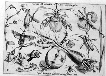 Käfer, von Insekten und Gewächsen umgeben