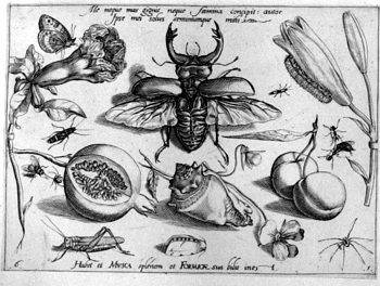 Hirschkäfer mit Muscheln, von Insekten und Gewächsen umgeben