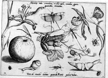 Frosch, von Insekten und Gewächsen umgeben