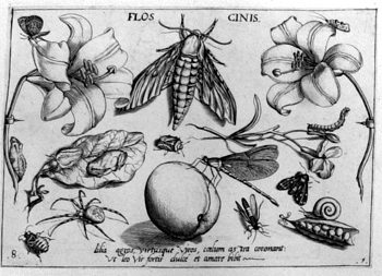 Falter, von Insekten und Gewächsen umgeben