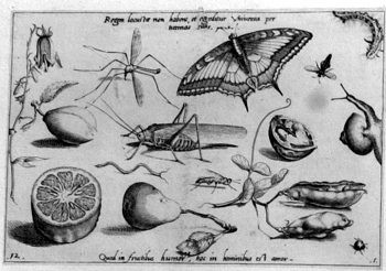 Schmetterling und Heuschrecke, von Insekten und Gewächsen umgeben