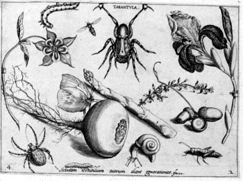 Tarantel, von Insekten und Gewächsen umgeben