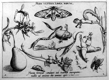Toter Springfrosch und Nachtfalter, von Insekten und Gewächsen umgeben