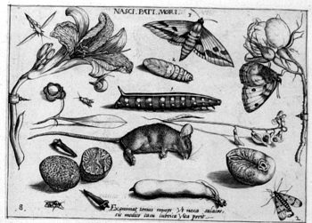 Tote Maus, Larve, Puppe und Falter, von Insekten und Gewächsen umgeben