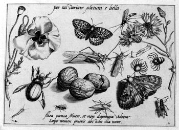 Heuschrecke, Mohn, Nuss, von Insekten und Gewächsen umgeben