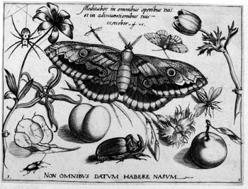 Schmetterling, von Insekten und Gewächsen umgeben