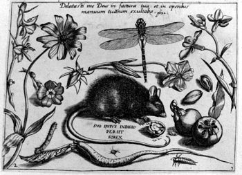 Ratte, Libelle, von Insekten und Gewächsen umgeben