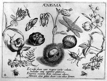 Akelei, von Insekten und Gewächsen umgeben