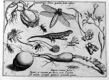 Eichdechse, von Insekten und Gewächsen umgeben