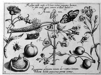 Nelke und Plattererbse, von Insekten und Gewächsen umgeben