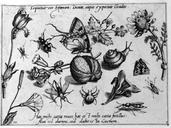 Schmetterling und Schnecke, von Insekten und Gewächsen umgeben