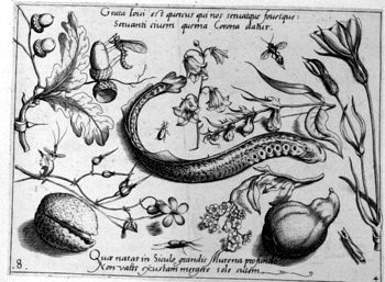 Murene, von Insekten und Gewächsen umgeben