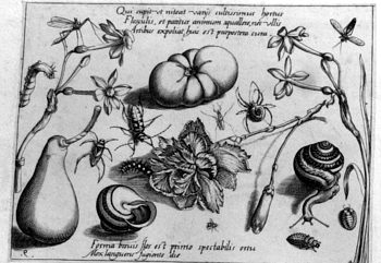 Nelke und Schnecke, von Insekten und Gewächsen umgeben