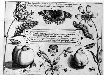 Schmetterling, von Insekten und Gewächsen umgeben