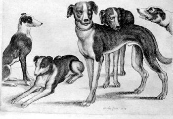 Five Dogs