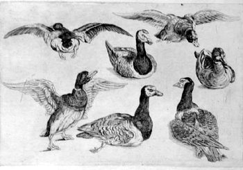 Enten