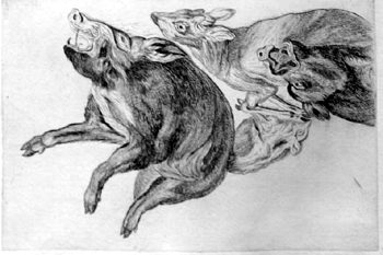 Erlegte Wildschweine and a Reh