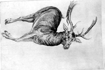 A Stag