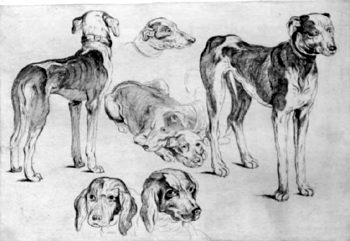 Dogs
