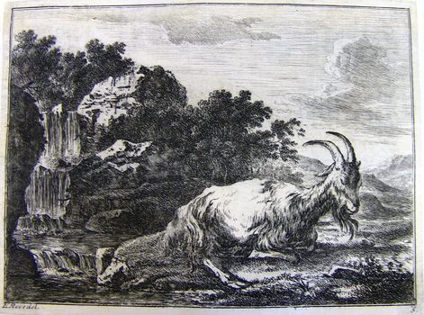 Bock