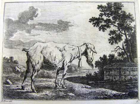 Ziege