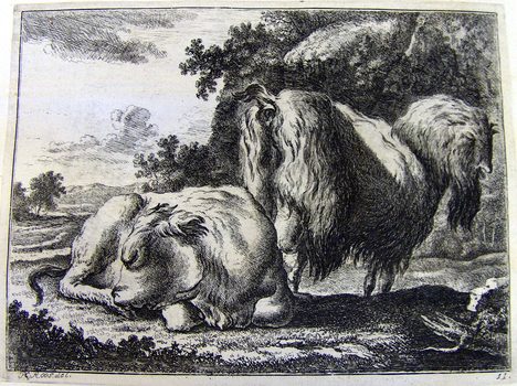 Ein Stier und eine Kuh
