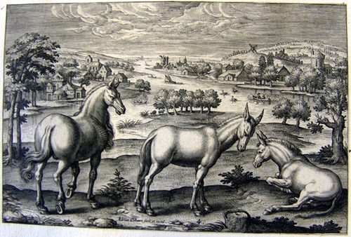 Pferde und Esel