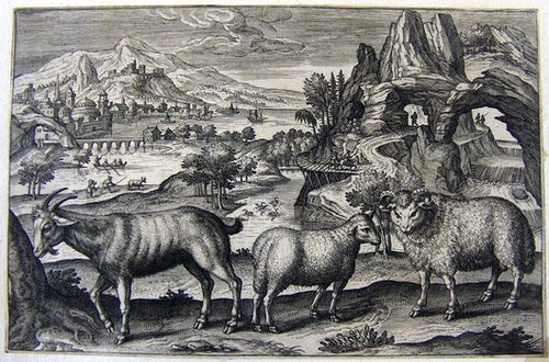 Schafe und eine Ziege