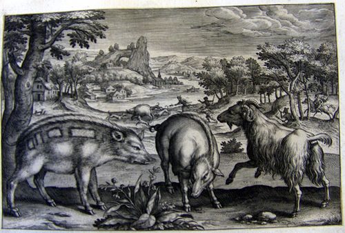 Wildschweine und ein Widder