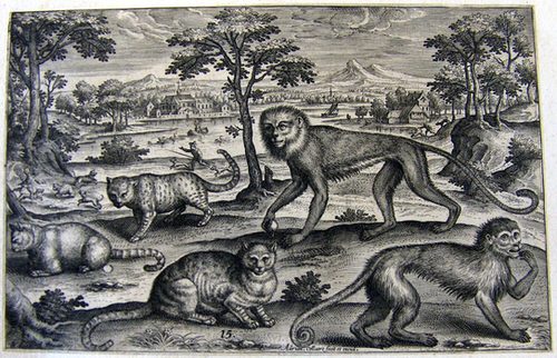Katzen und Affen