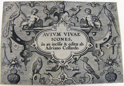 Titelblatt >>AVIVM VIVAE ICONES in aes incisae & editae ab Adriano