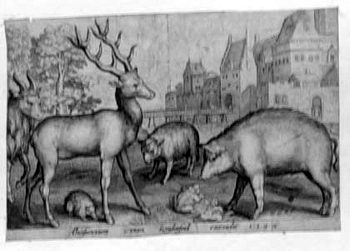 Ein Hirsch mit einem Wildschwein