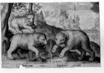 Die Bären