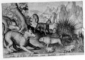 Ein Wolf mit einem Stachelschwein und einem Frosch