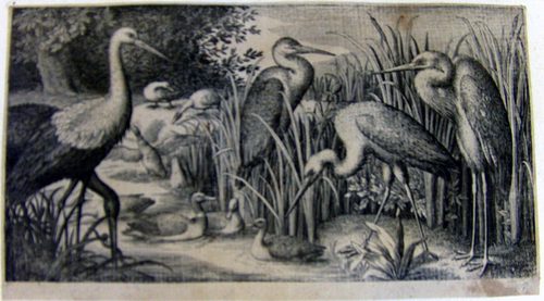 Fischreiher, Wildenten und Störche