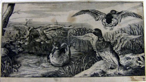 Wildenten
