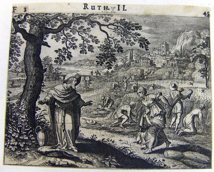 Rut auf dem Acker des Boas - Ruts Begegnung mit Boas beim Ährenlesen