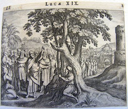 Zöllner Zachäus auf einem Maulbeerfeigenbaum
