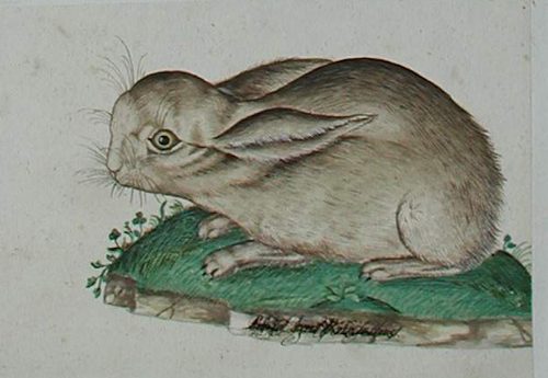 Wiesenpflanzen