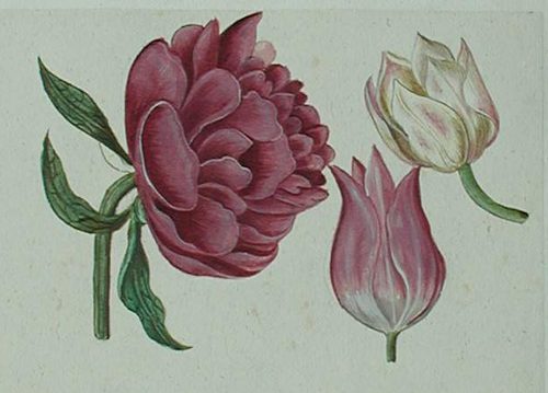 Eine rosa Nelke mit Wiesenpflanzen