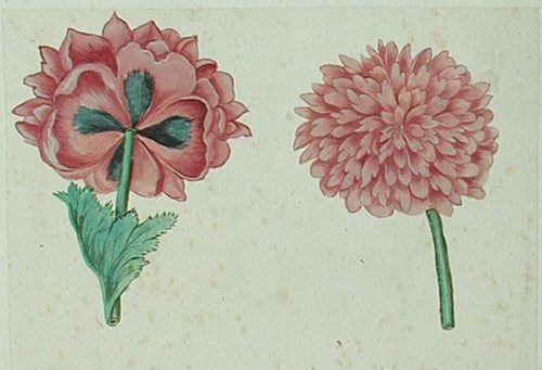 Eine Tulpe mit zwei gelben Narzissen