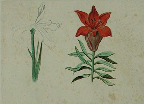 Ein Veilchen, eine gelbe Schwertlilie mit einem Tulpen