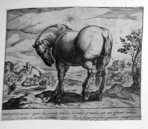 Ein Pferd von hinter
