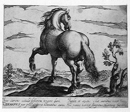 Galoppierendes Pferd