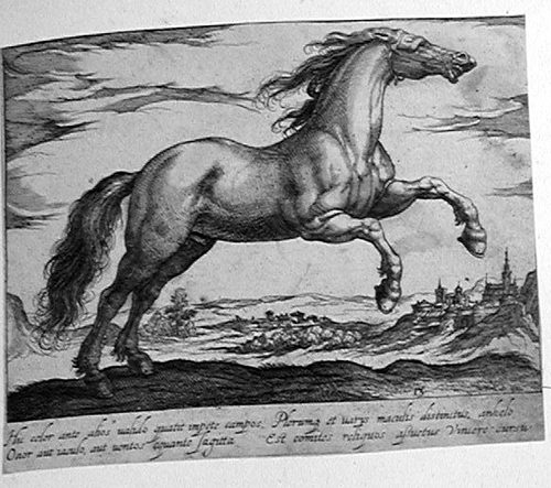 Steigendes Pferd