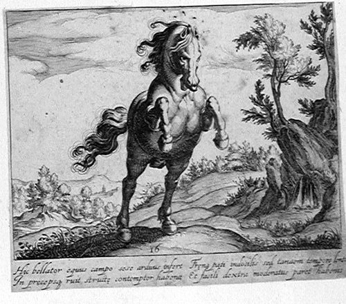 Galoppierendes Pferd